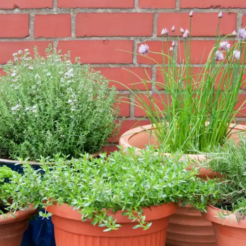 Why Should You Grow Green Herbs and Spices at Home?