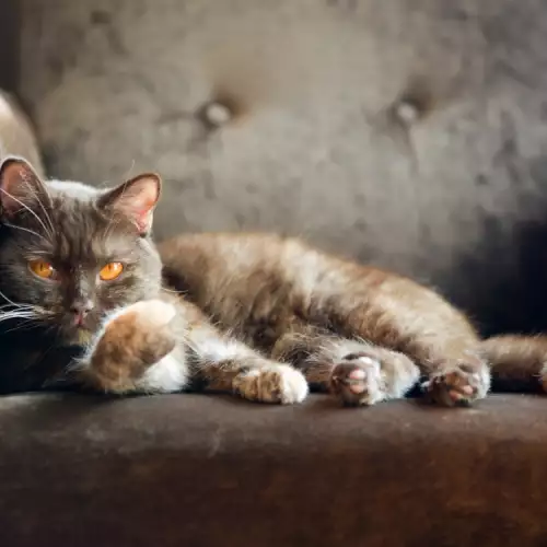 Петър Дънов: Когато котка дойде в един дом, той прогресира