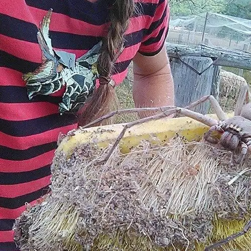 Чудовището Шарлот – най-огромният паяк на света