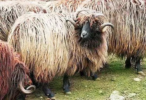 Каракачанска Овца
