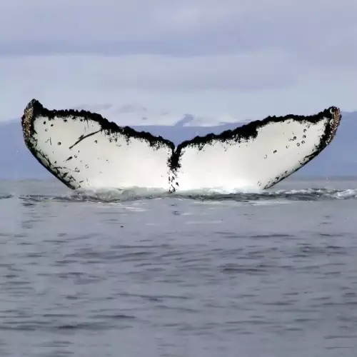 Най-самотният кит в света става филмова звезда