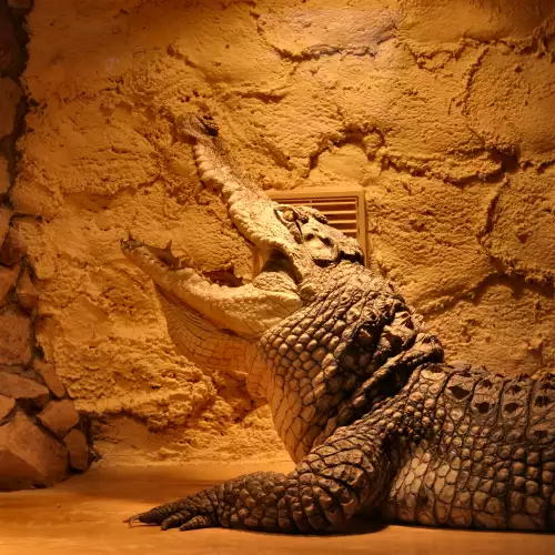 В Древен Египет мумифицирали и крокодили