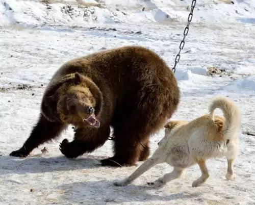 Кучета усъвършенстват ловните си умения върху млада мечка