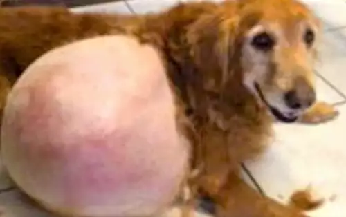 Чудовищен тумор беше изваден от тялото на занемарено домашно куче