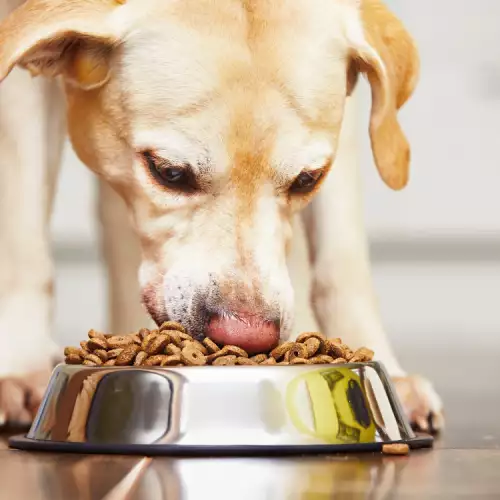 Кучетата ядат ли леща?