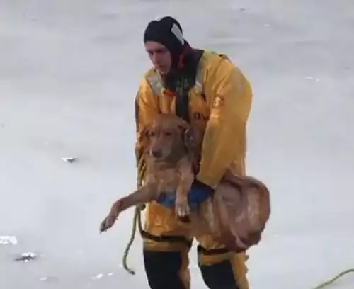 Пожарникари спасиха възрастен лабрадор от замръзнало езеро