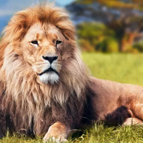 Днес е Световният ден на лъва