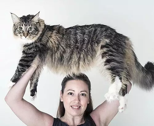 Вижте най-дългата котка в света!