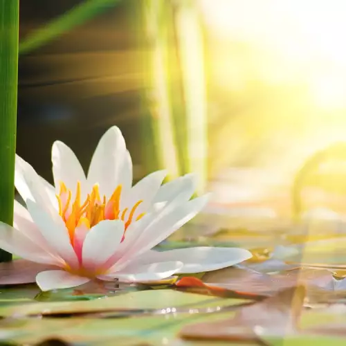 The Magical Powers of the Lotus Flower