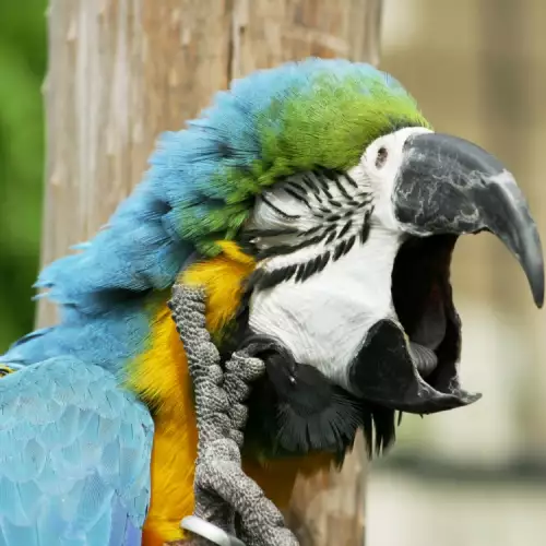 Защо папагалът стои с отворен клюн?