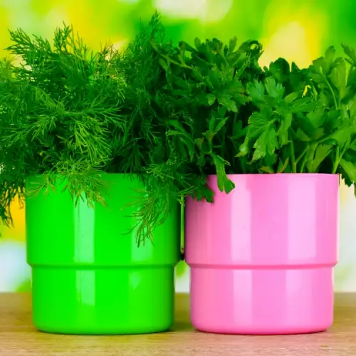 Storing Dill and Parsley