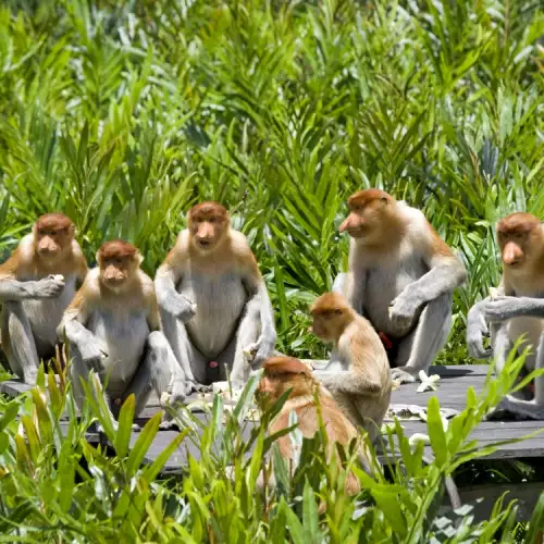 Ползват маймуни за охрана в Индия