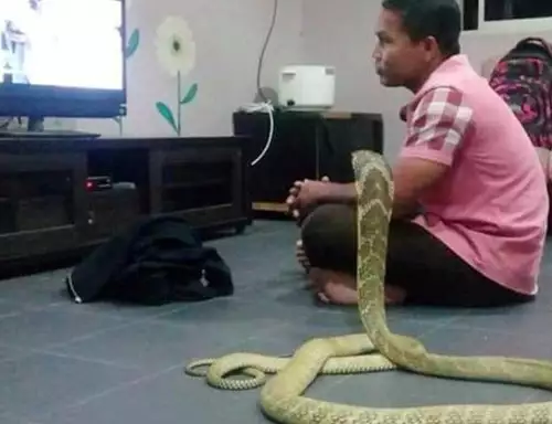 Будист се ожени за 3-метрова кобра, вярвяйки, че е преродената му приятелка