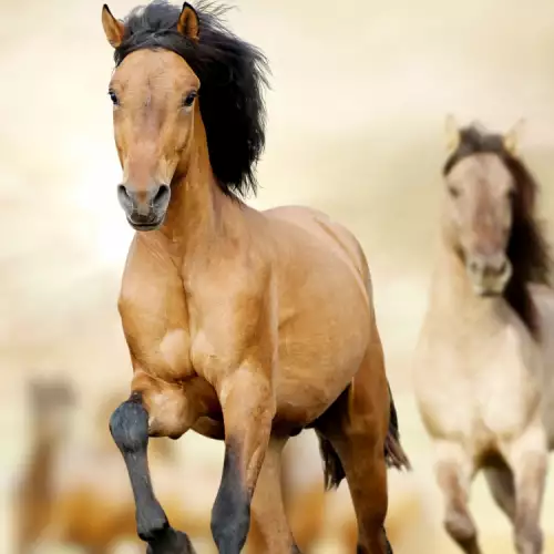 Най-скъпите коне в историята