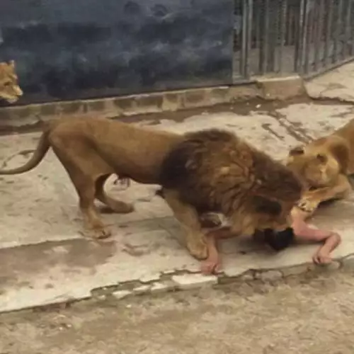 Застреляха лъвове заради гол самоубиец в клетката им
