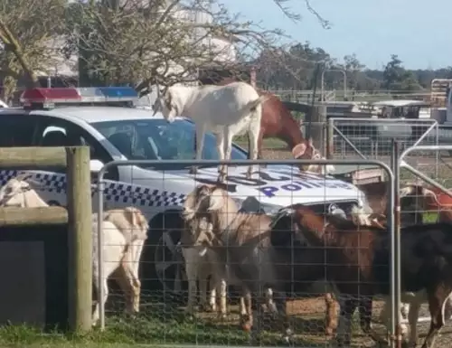 Пакостливи кози си устроиха парти върху полицейска патрулка