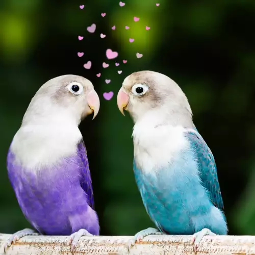 Характер и поведение на папагалчетата неразделки