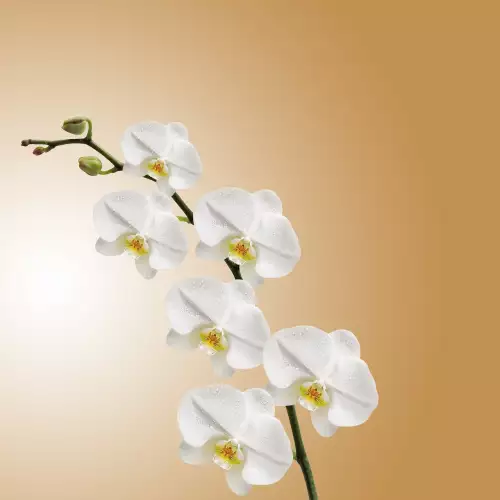 Подмладяване на орхидея фаленопсис