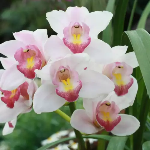 Орхидеите скоро ще изчезнат от Куба