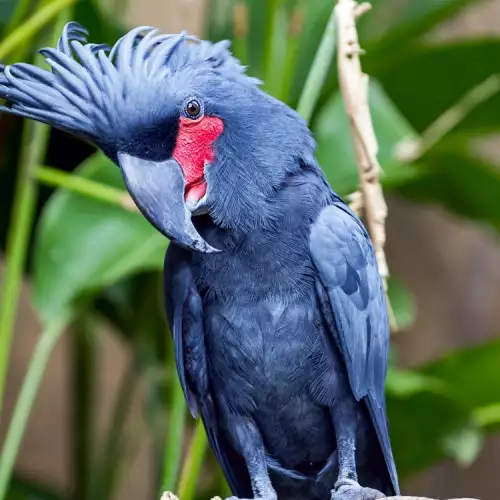 С кои човешки храни можем да храним папагал