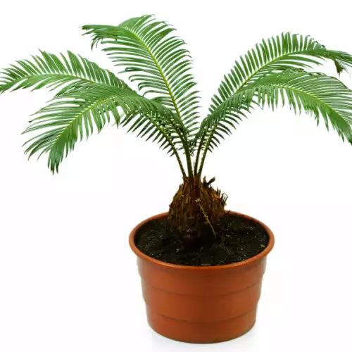 От каква почва се нуждае кокосовата палма?