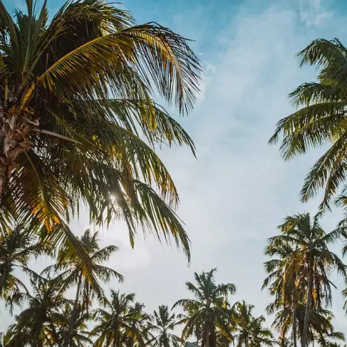 Как да подрязваме кокосовата палма