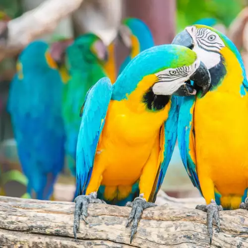 Съвети при хранене на папагал ара