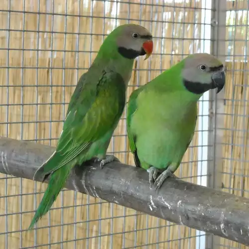 Пирура молина: как да се грижим за зеленобузест папагал