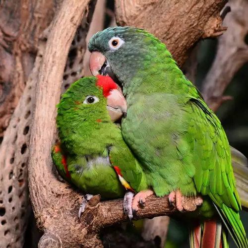 Най-лесните за гледане папагали