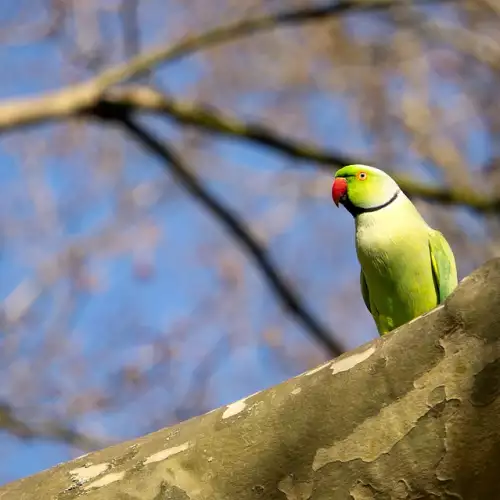Размножаване на папагал Александър - какво трябва да знаем?