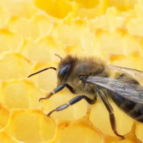 Ужилване от пчела лекува артрит и ревматизъм