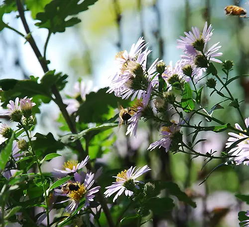 Грижи за пчелите през лятото