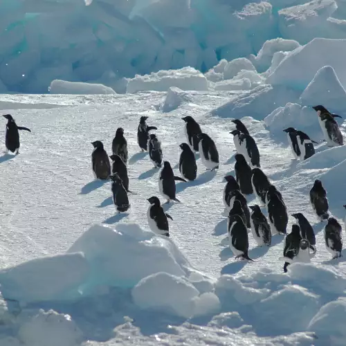 Интересни факти за Антарктида