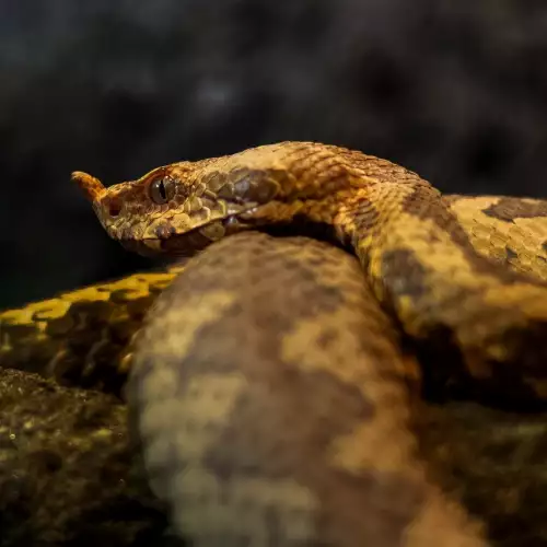 Пепелянка - всичко за опасната змия