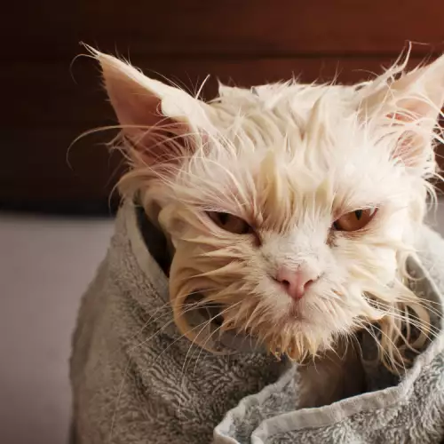 Съвети при къпане на котката