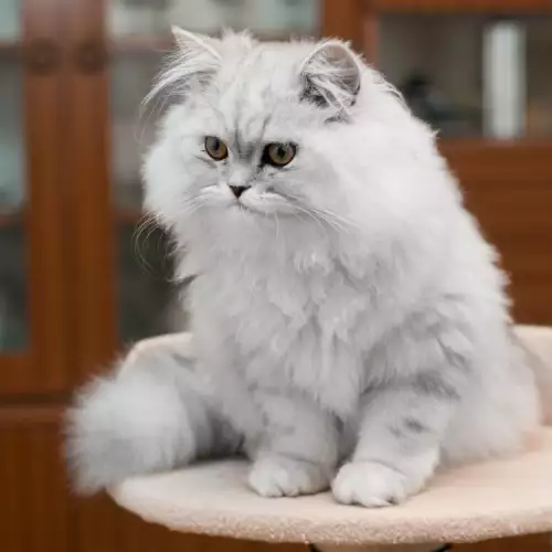 По колко котенца раждат персийските котки?
