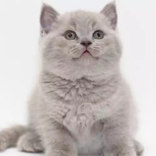 Важни грижи при отглеждане на малко персийско котенце
