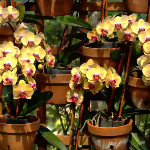 Как да подрязваме орхидея фаленопсис?