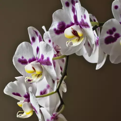 Защо орхидеята Фаленопсис не цъфти