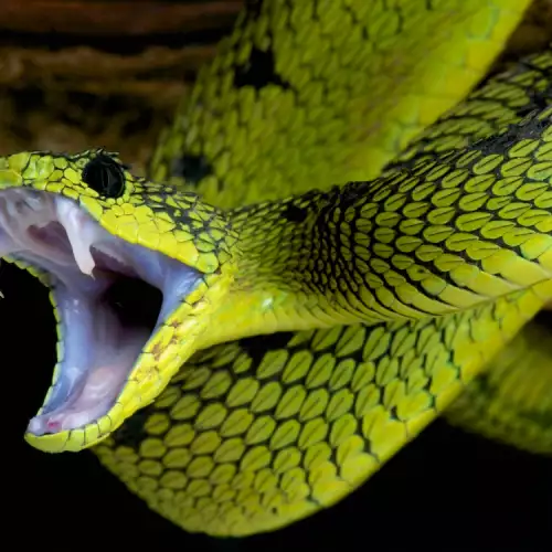 Какво означава да сънуваш змия?