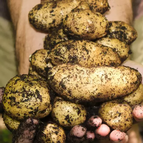 Засаждане и отглеждане на средни картофи