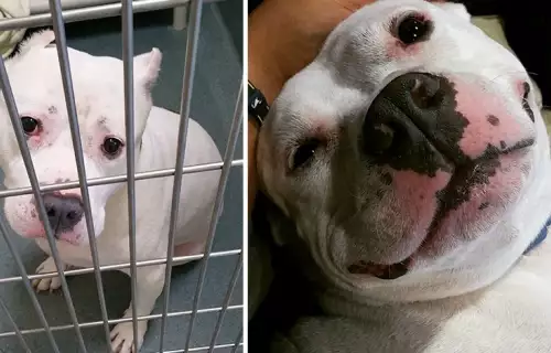 Преди и след: Снимки на животни от приют, намерили истински дом