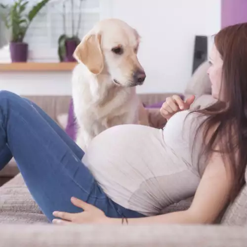 Как кучето разбира, че стопанката му е бременна?