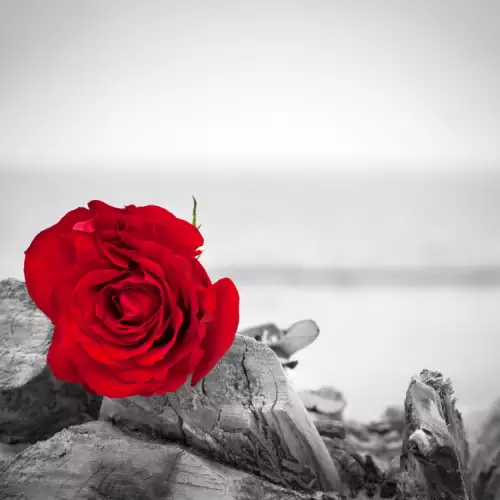 What Kind of Love Thrills Await you if you Dream of a Rose?