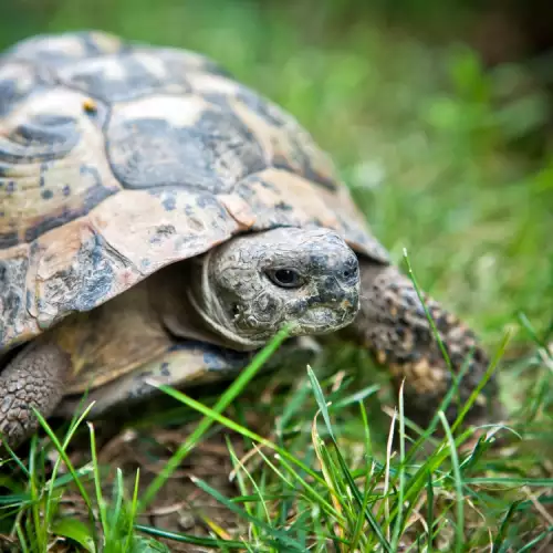 Стават ли сухоземните костенурки за домашни любимци?