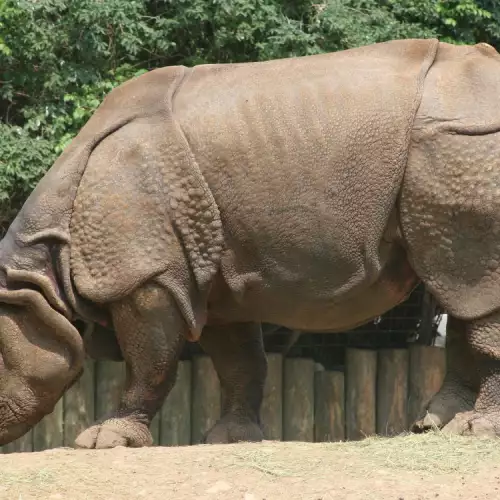 Индийски Носорог - любопитни факти