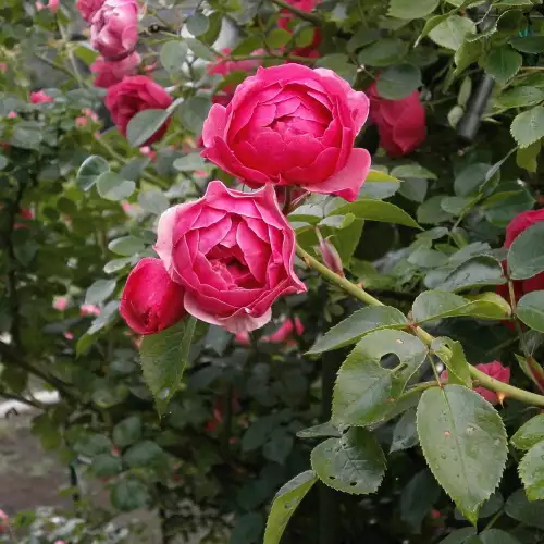 Паяжинообразуващи акари по роза дамасцена