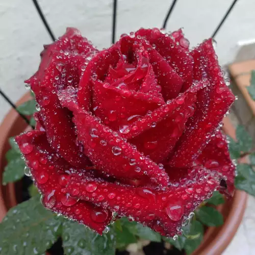 Декоративна роза в саксия