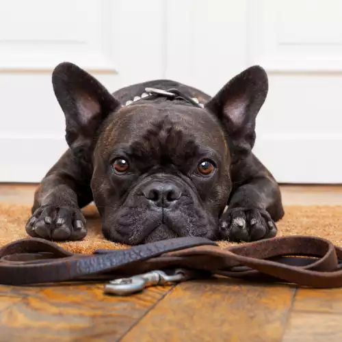 Може ли още един домашен любимец да тушира кучешката тревожност от раздяла?