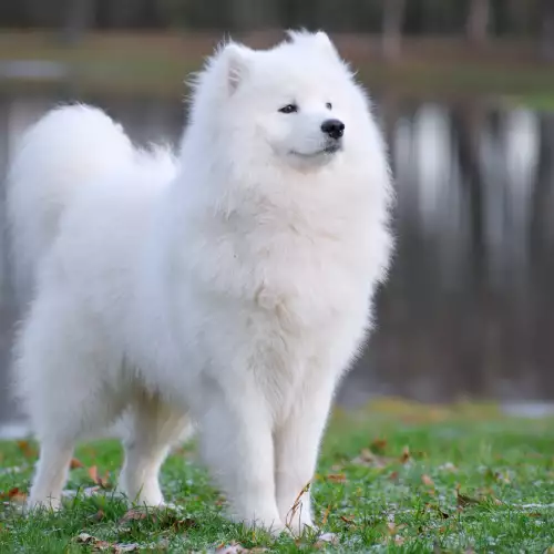 Популярни породи бели кучета